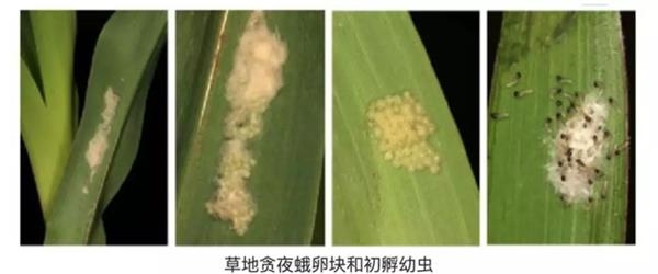 图片来源:福建省农村农业厅官网